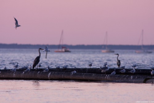 arcachon parc