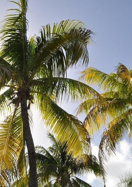 coconut-trees-1172459_960_720