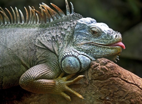 iguane